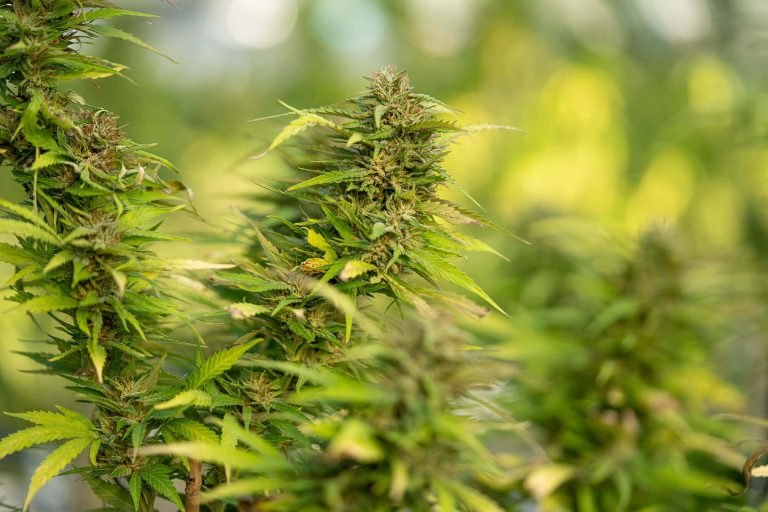 Indica Strains