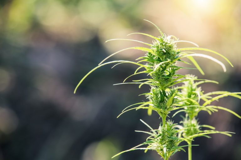 Cannabis