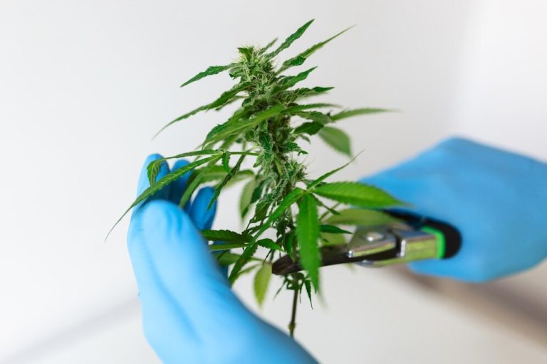 Cannabis Concentrates