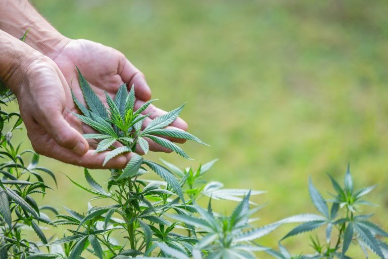 Cannabis