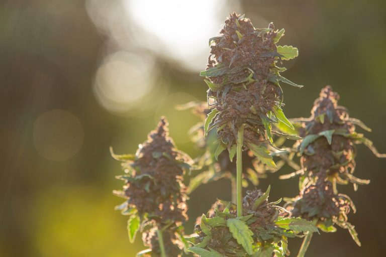 Brooklyn Cannabis Delivery